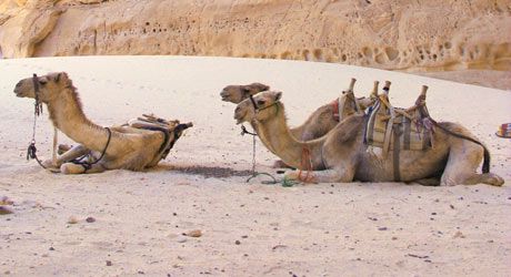 Camels / Desert Sinai