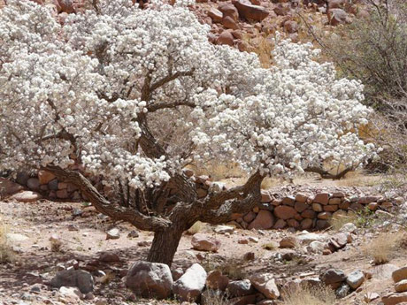 Baum
