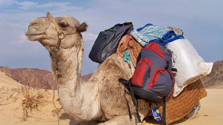 packed camel